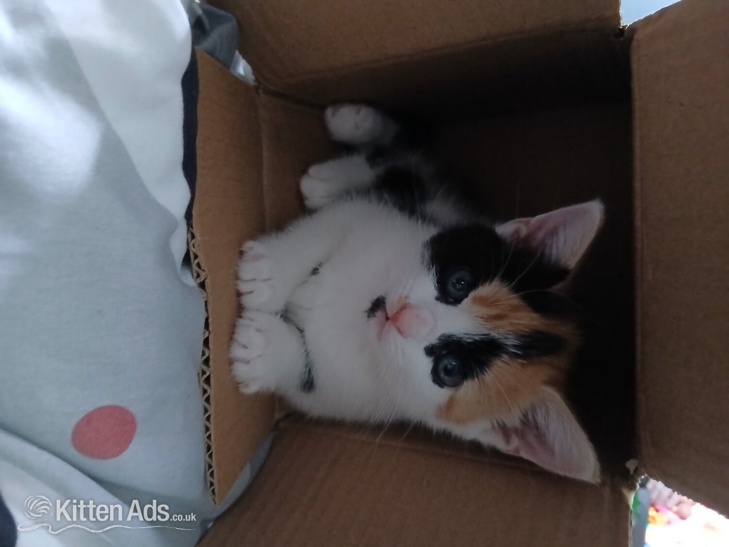 Baby girl kitten 8 weeks ready for a loving home  in {LOCATION}