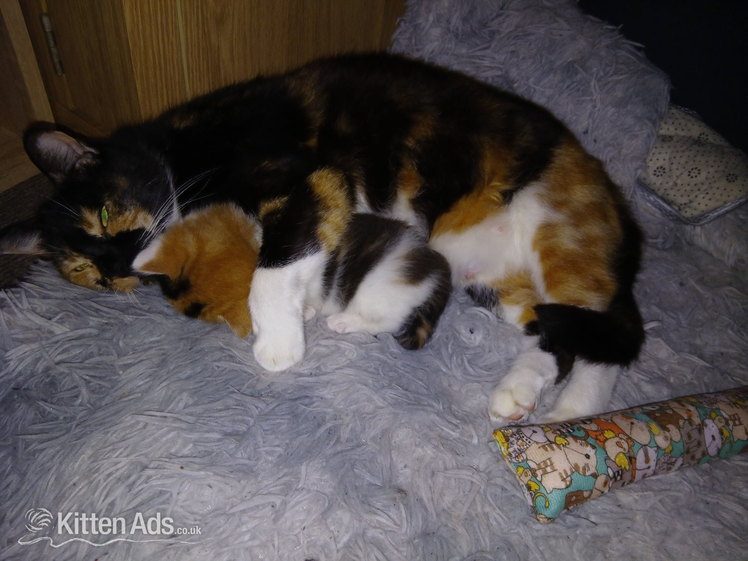British Shorthair Cats and Kittens
