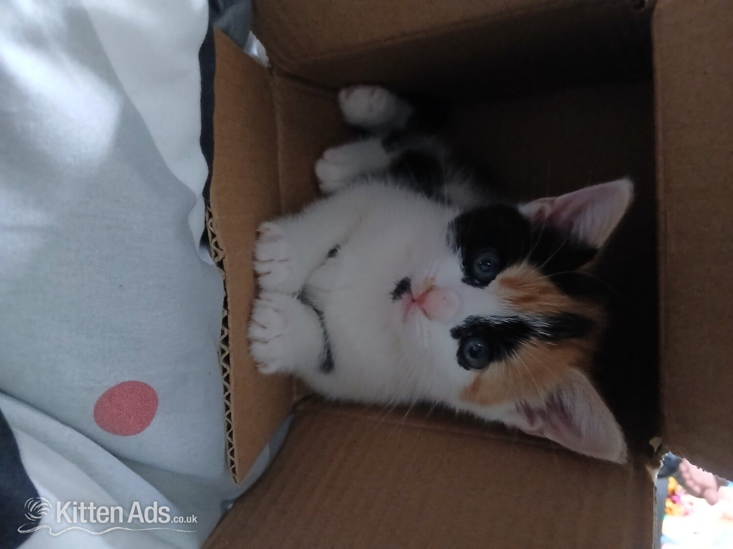 British Shorthair - Baby girl kitten 8 weeks ready for a loving home 