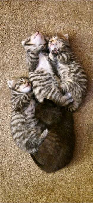 4 gorgeous male kittens ready now