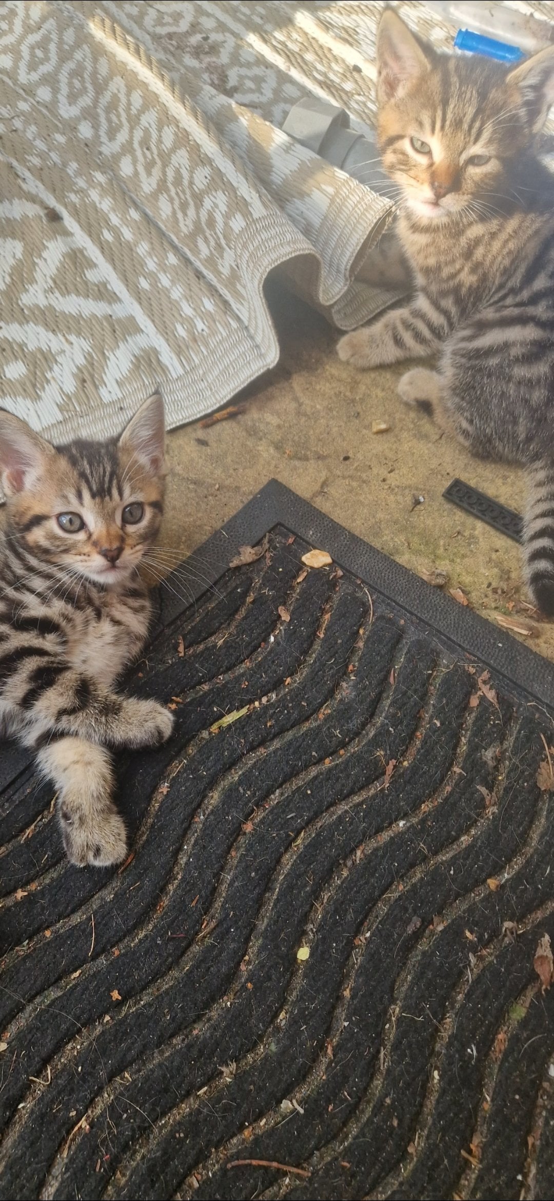 Cats and Kittens