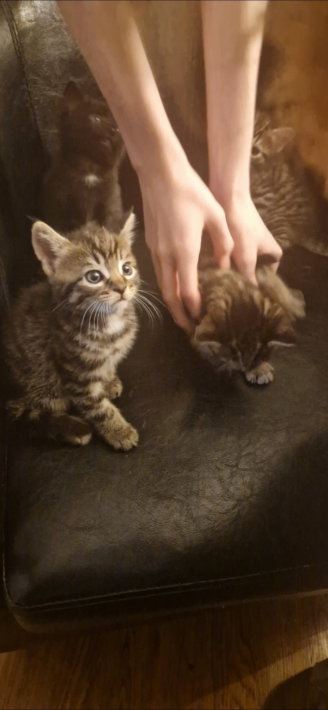  - 4 gorgeous male kittens ready now