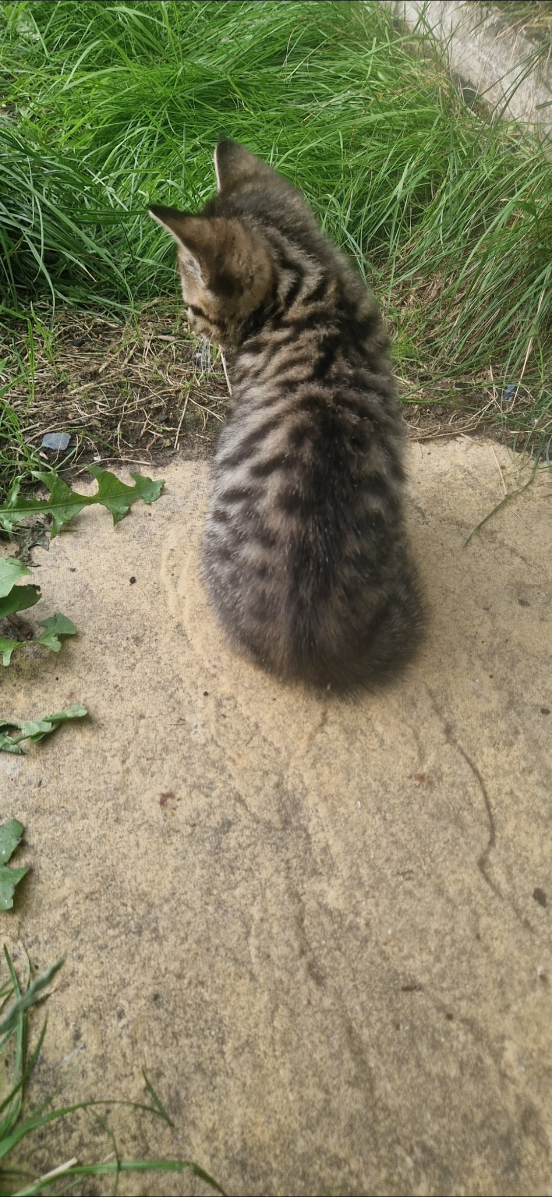 4 gorgeous male kittens ready now - 