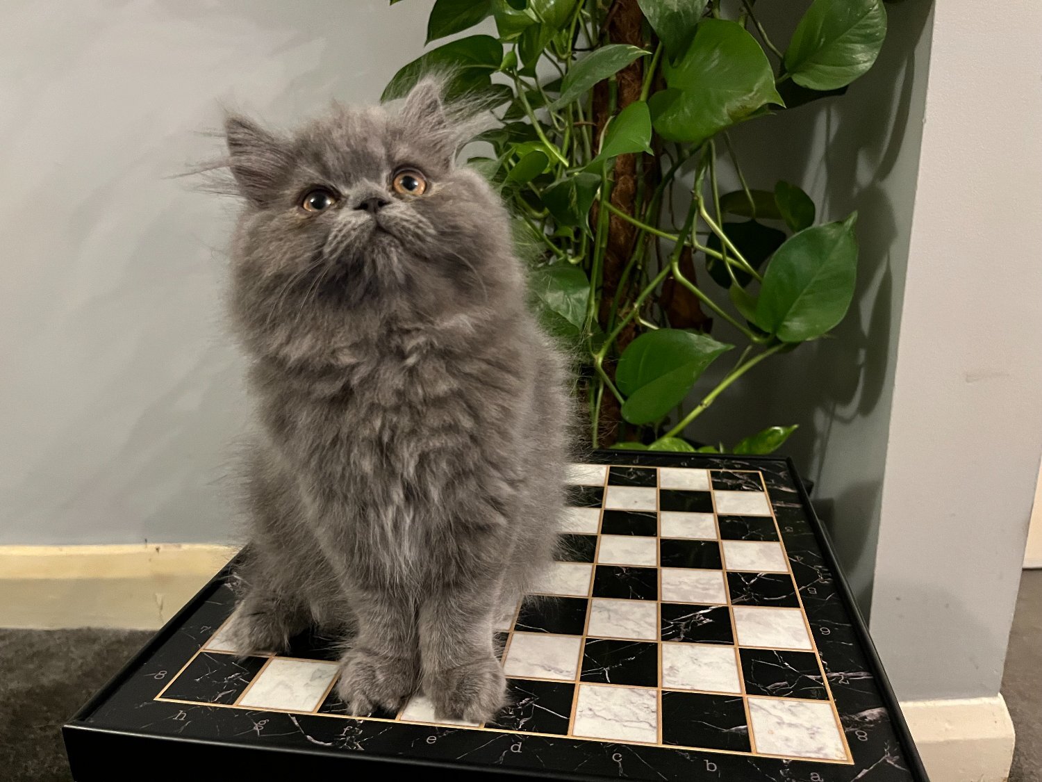 Persian