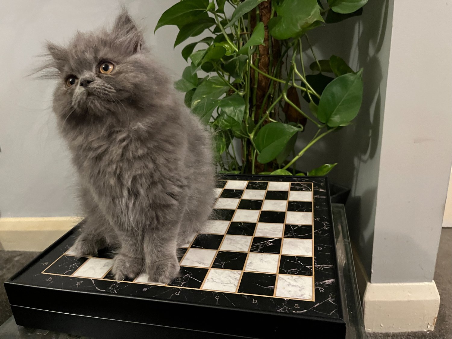 Persian Cats and Kittens