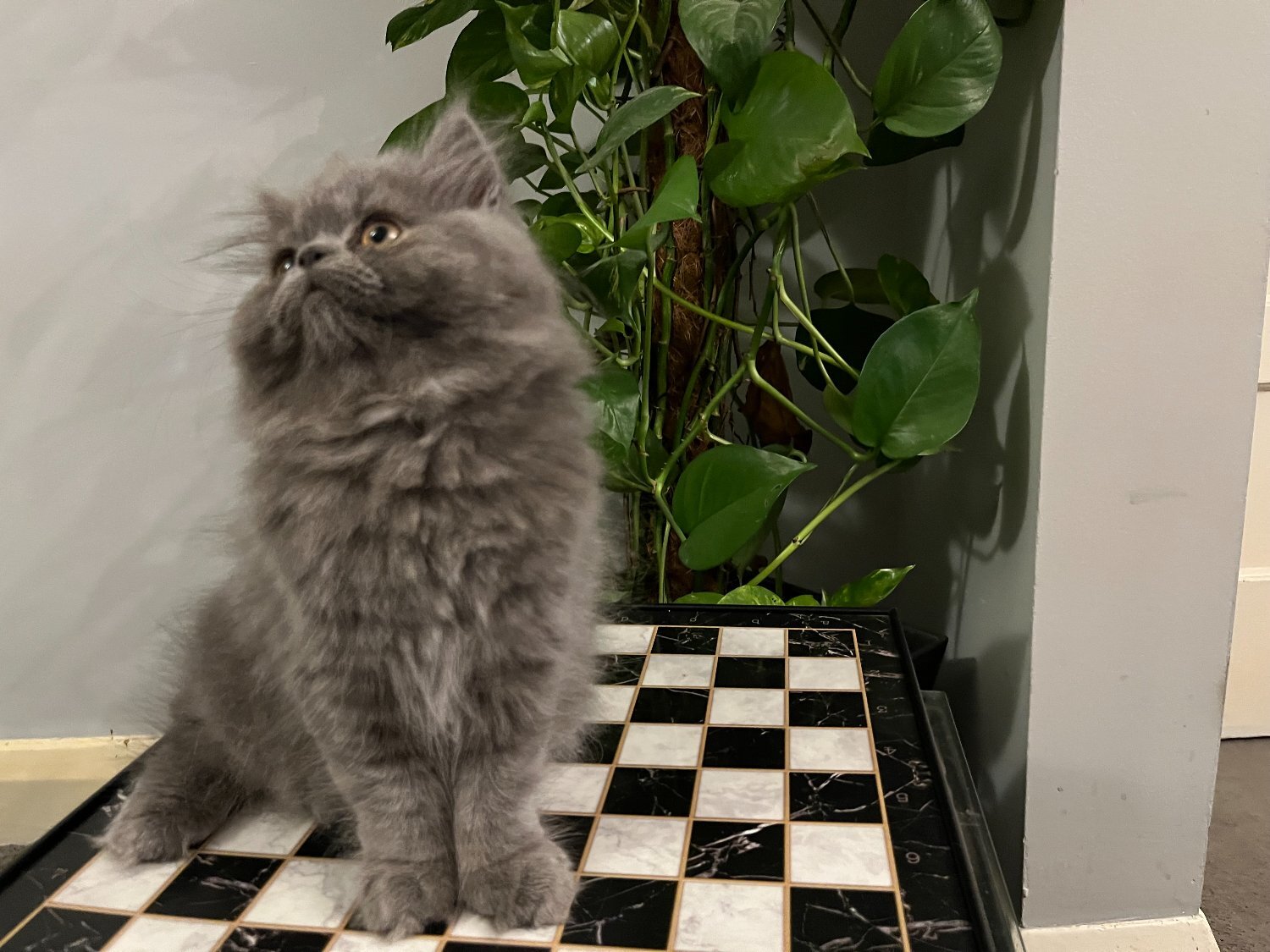 Persian - READY NOW - SUPER PLAYFUL BLUE PERSIAN GIRL