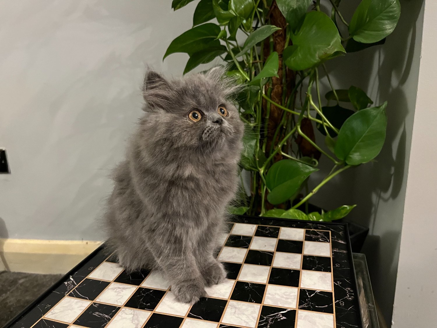 READY NOW - SUPER PLAYFUL BLUE PERSIAN GIRL - Persian