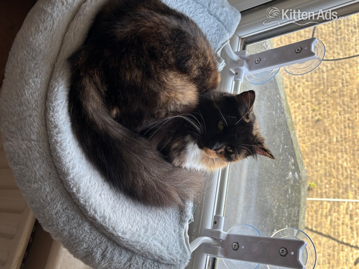 British Shorthair - Beautiful female fluffy cat