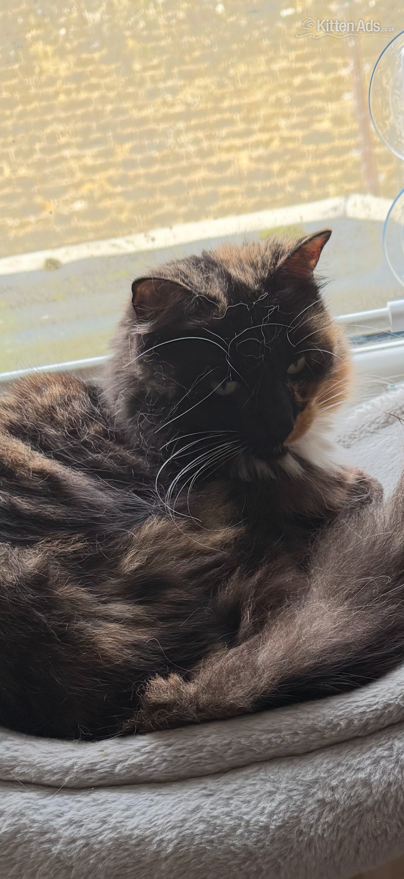 Beautiful female fluffy cat - British Shorthair