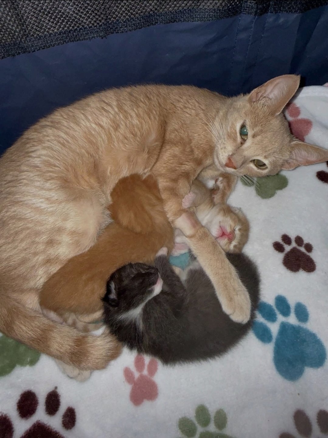 British Shorthair Cats and Kittens
