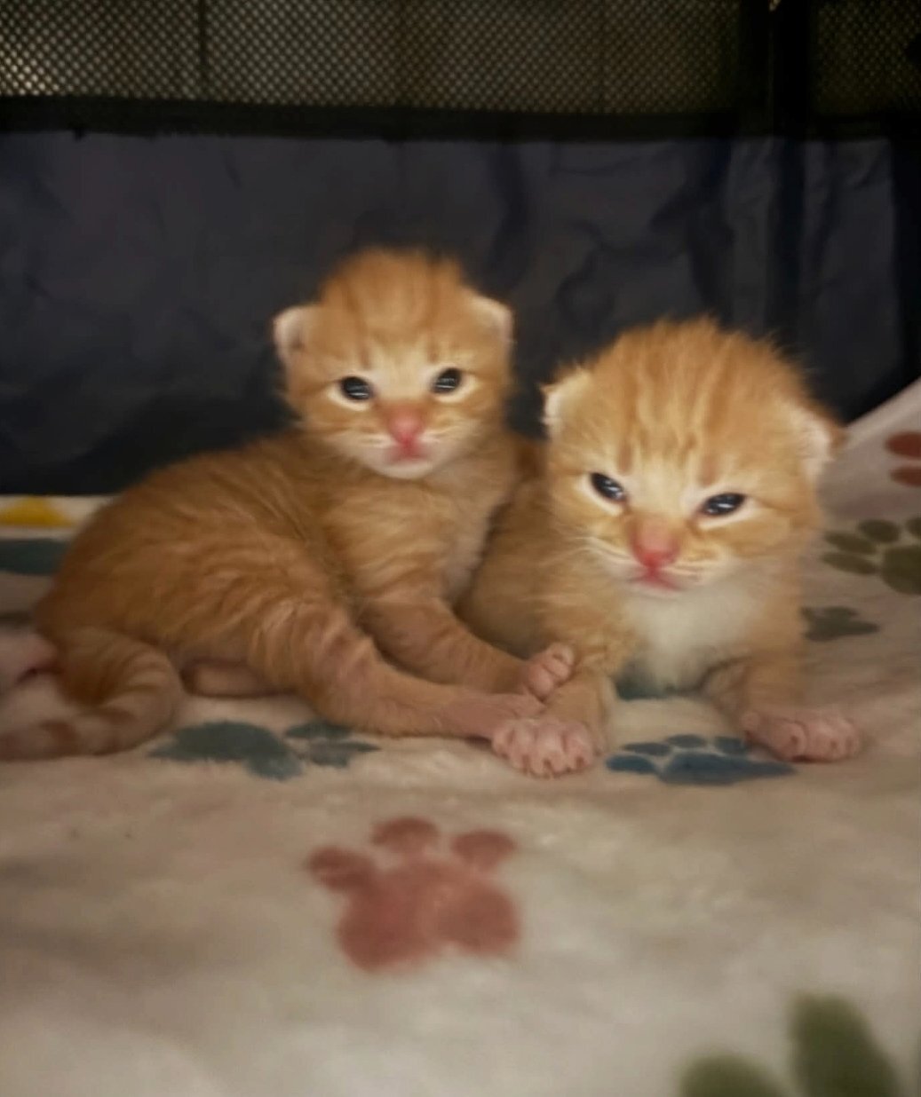 British Shorthair -  2 beautiful kittens 