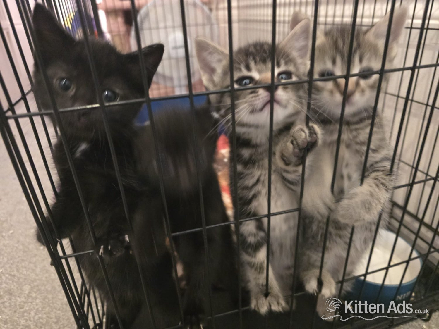 Male and female X Bengal kittens  in {LOCATION}