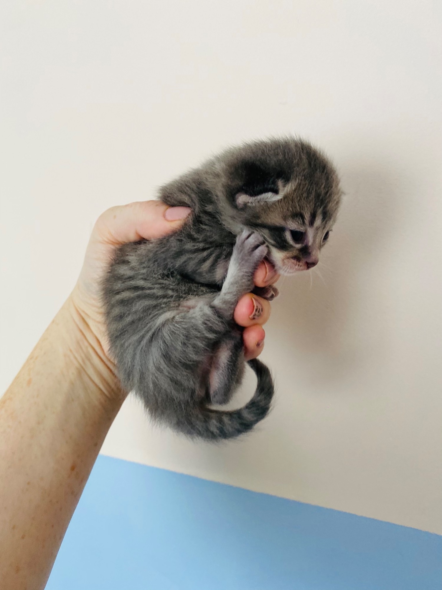 Ragdoll Cats and Kittens