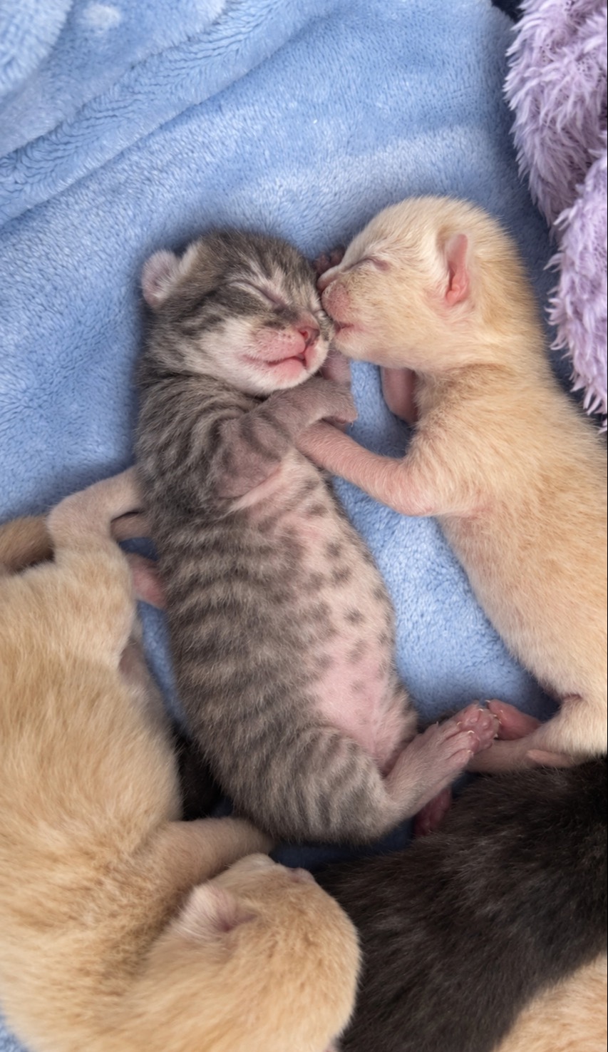 Ragdoll - Grey tabby female 