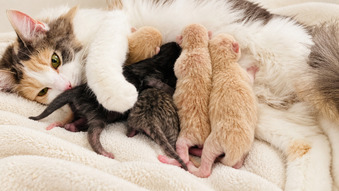 Ragdoll x Russian Blue kittens 