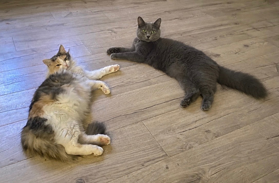 Ragdoll Cats and Kittens