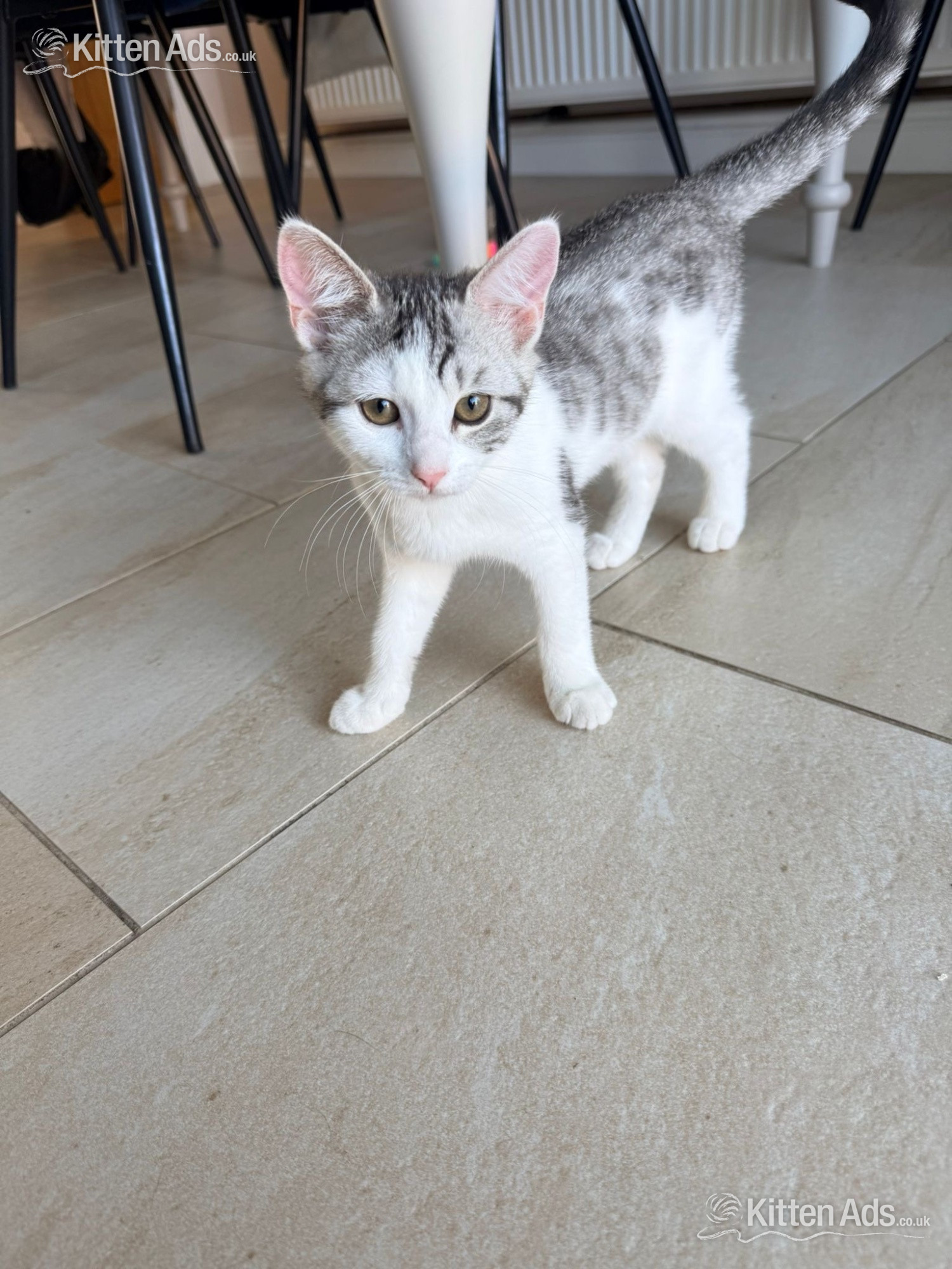 Bengal cross kittens  in {LOCATION}