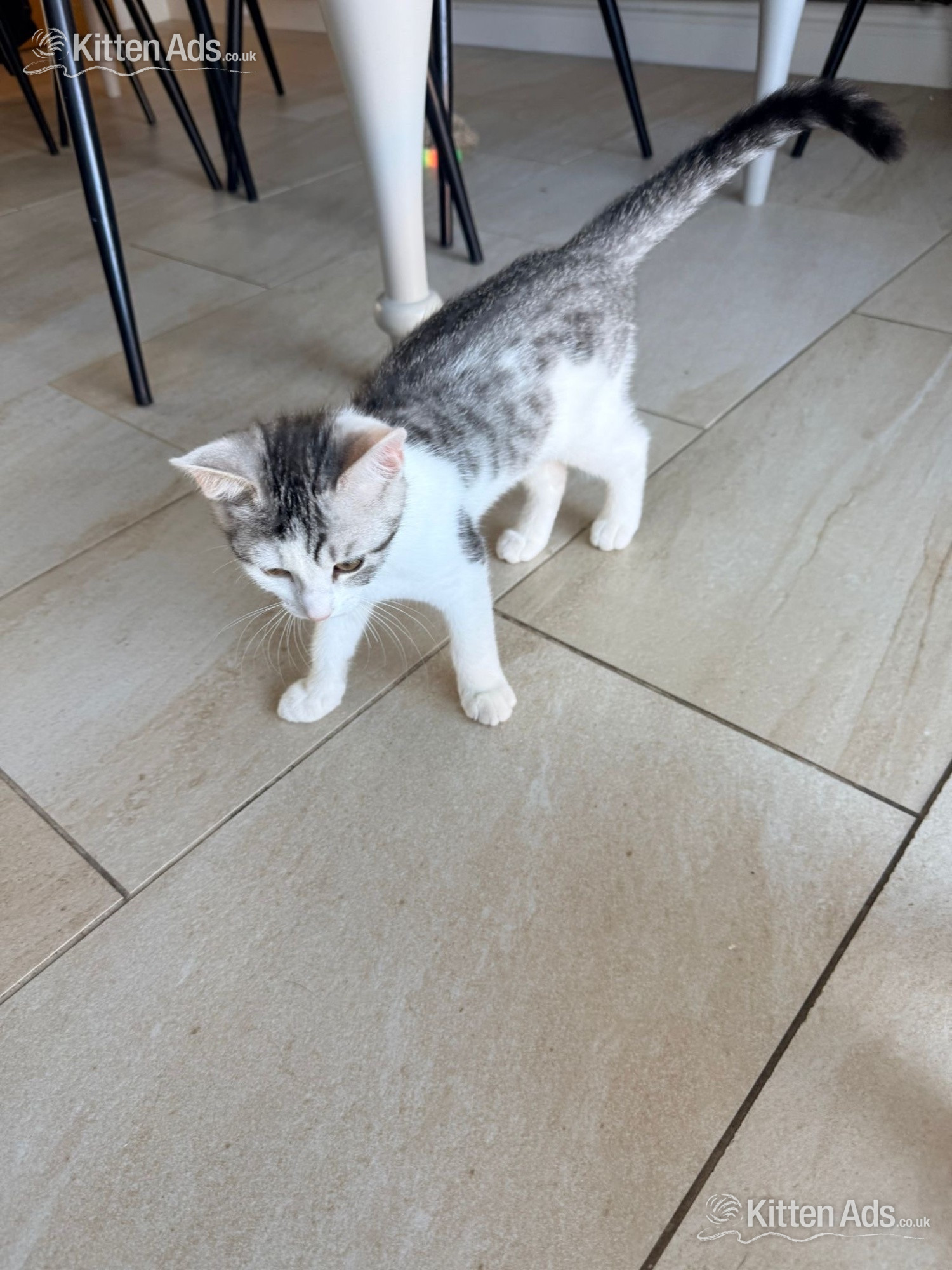  Cats and Kittens