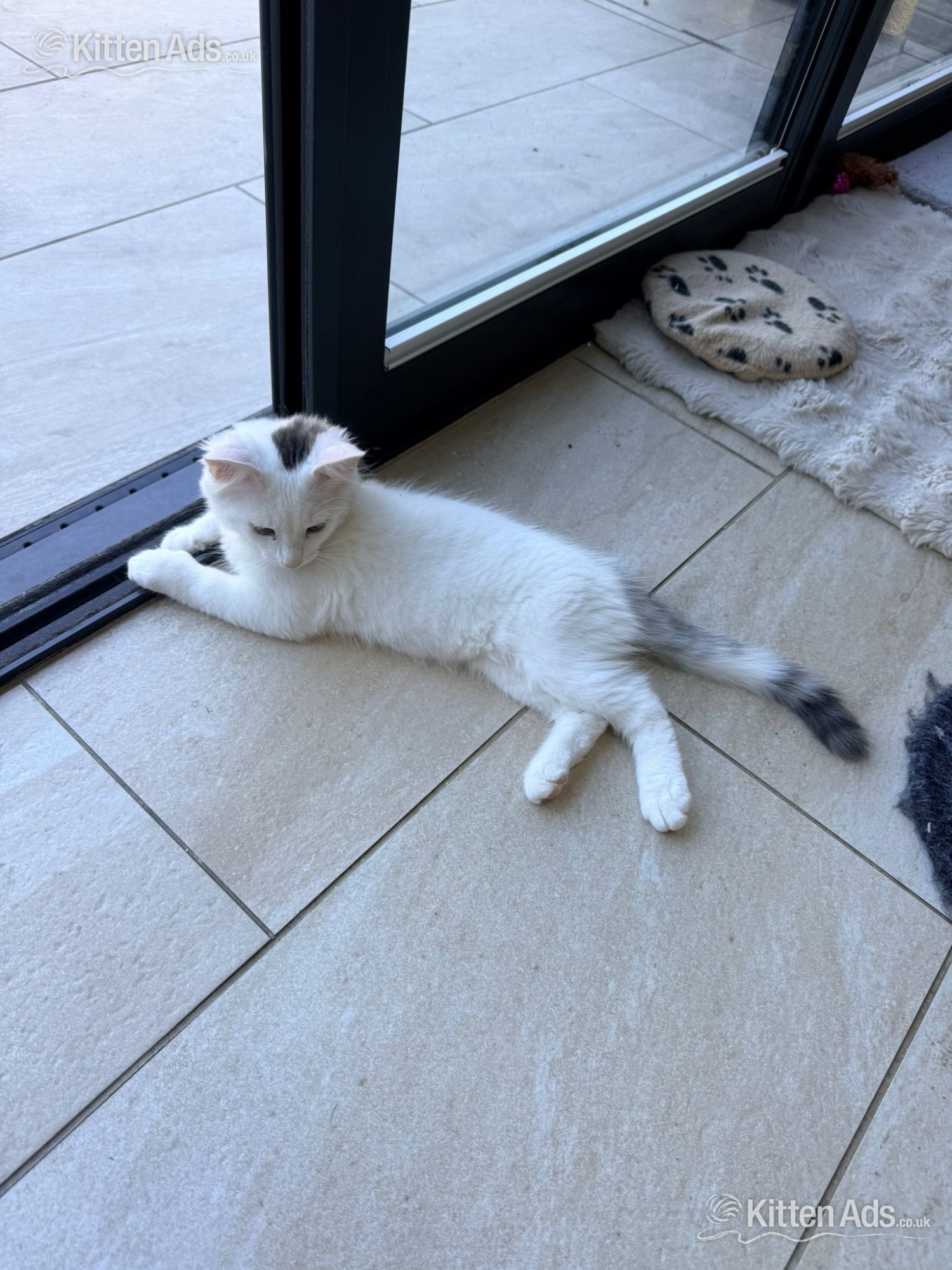 - Bengal cross kittens 