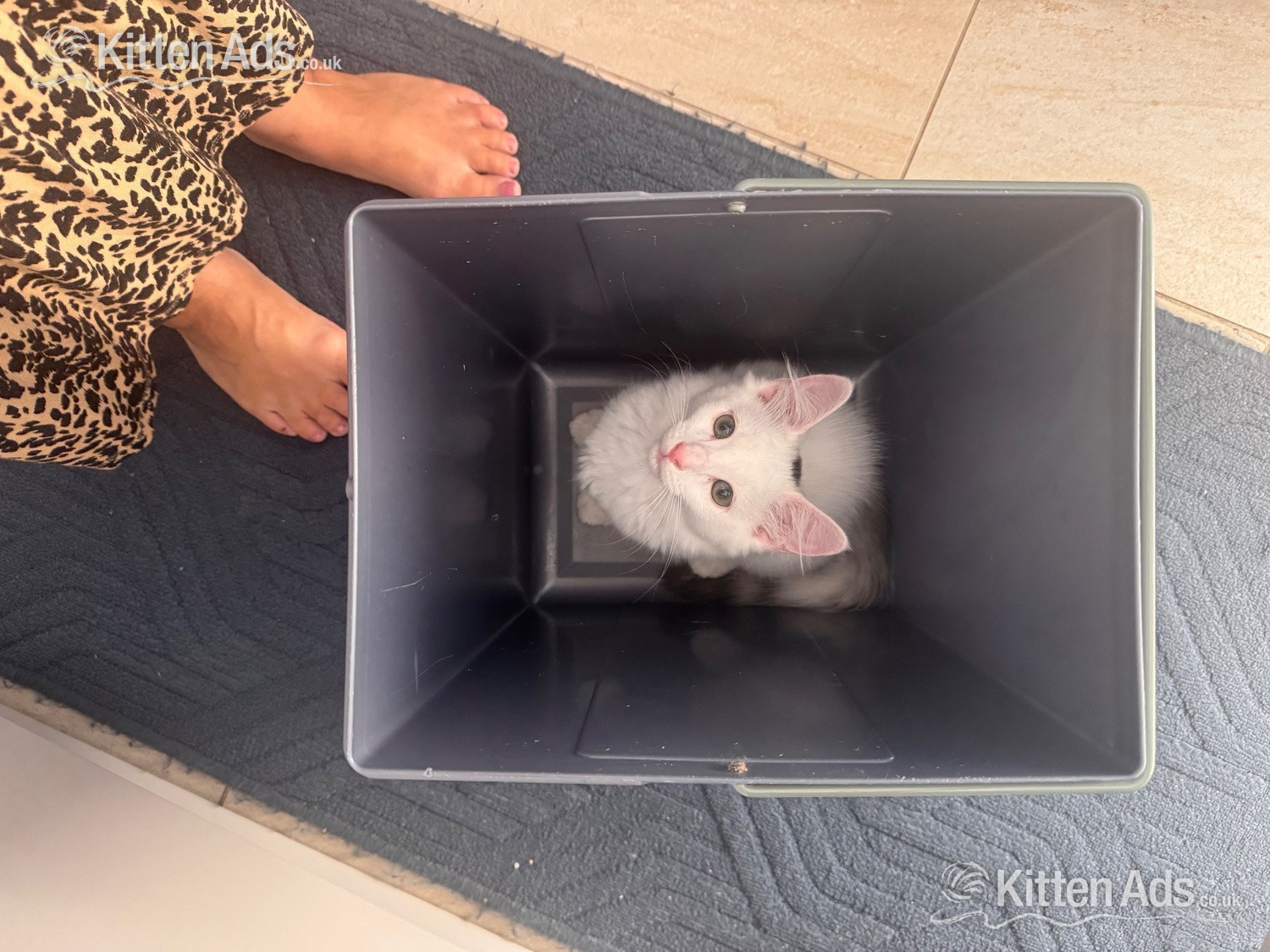 Bengal cross kittens  - 