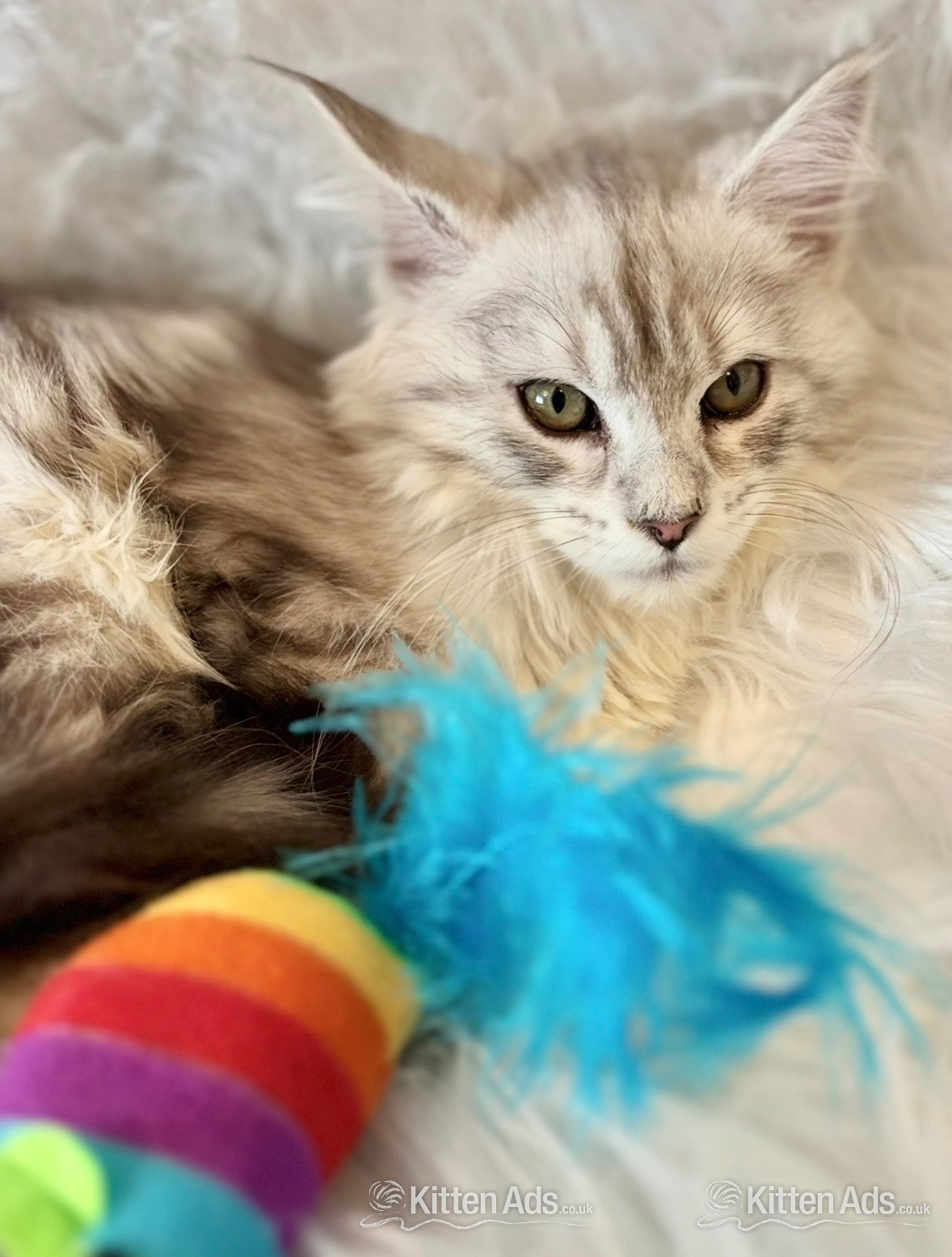 Maine coon silver tabby kitten Lovely fluffy large cats in {LOCATION}