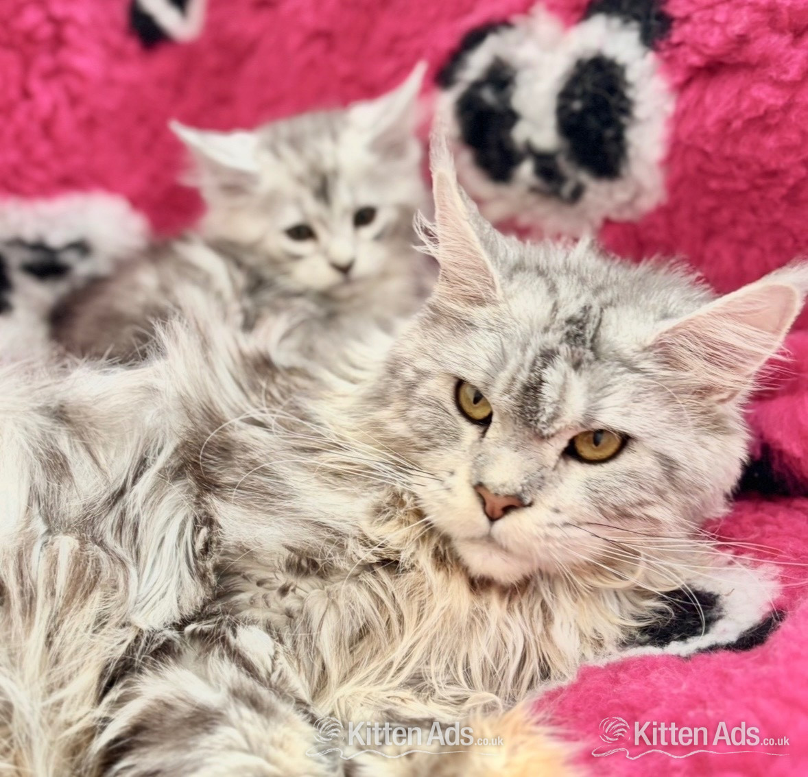  Cats and Kittens
