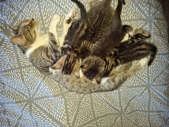4 beautiful male kittens 