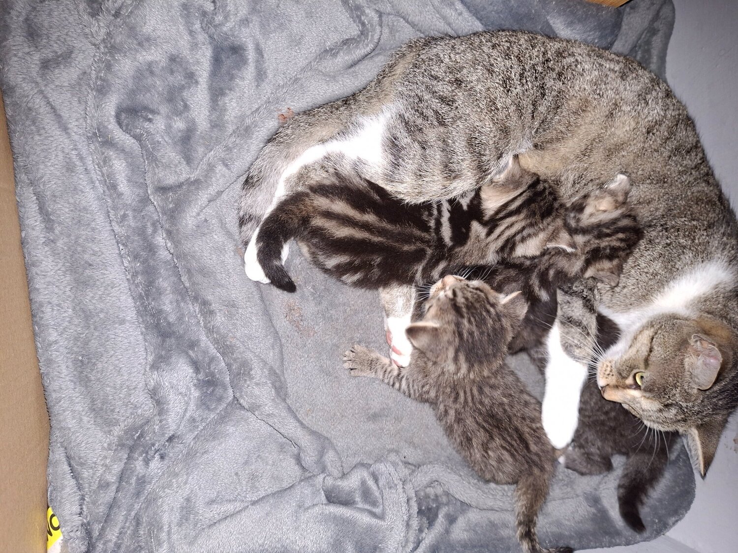  Cats and Kittens