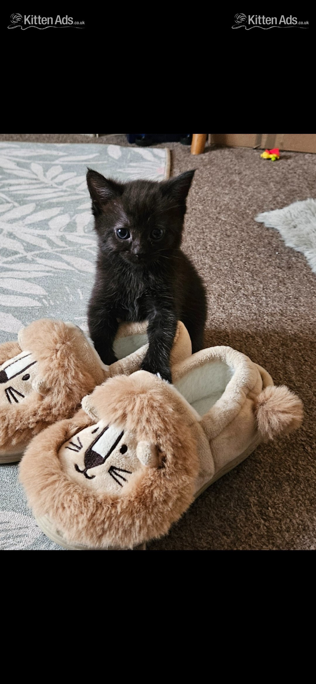 Beautiful kittens ready now in {LOCATION}