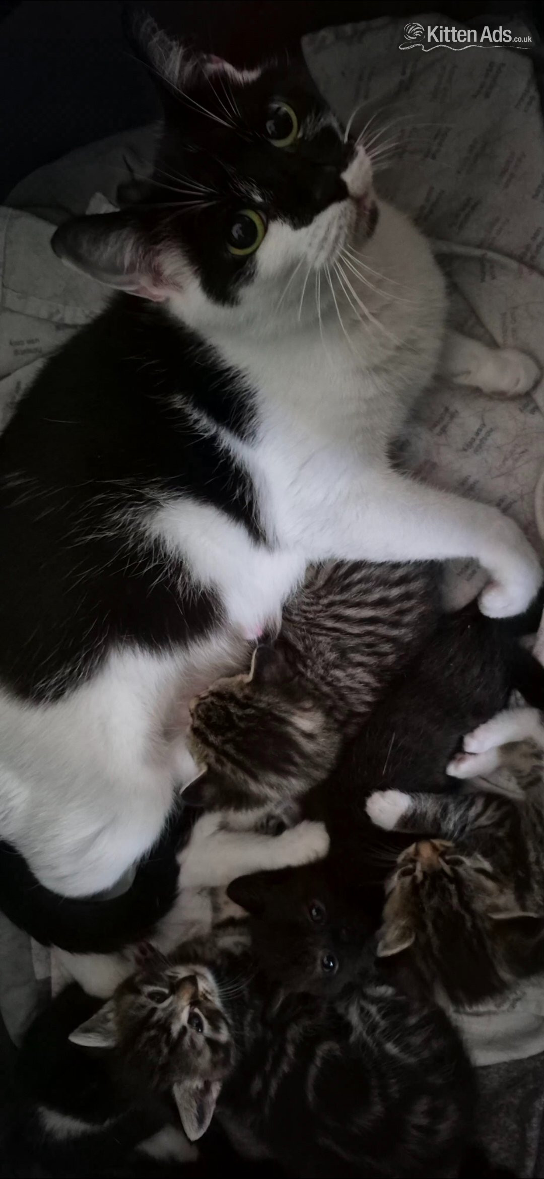 Cats and Kittens