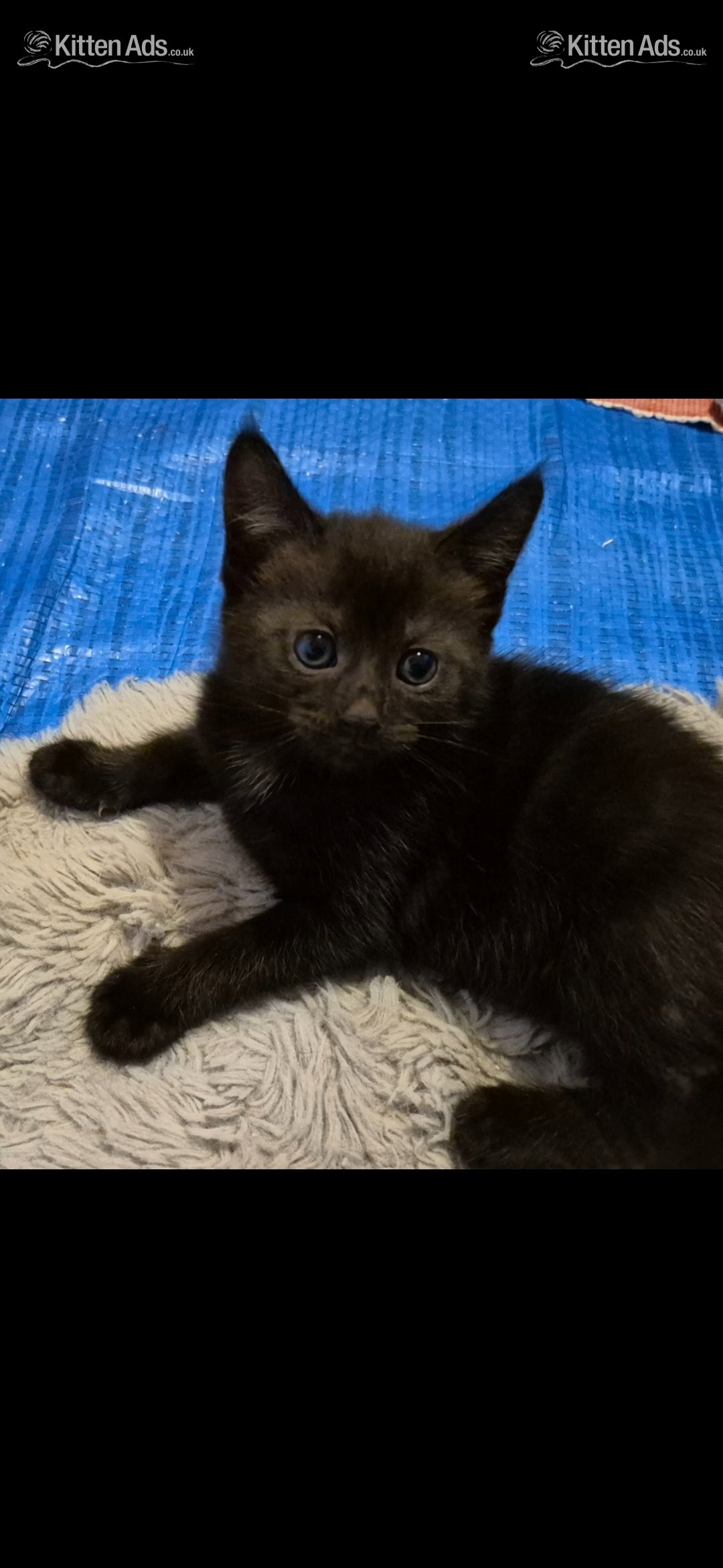  - Beautiful kittens ready now