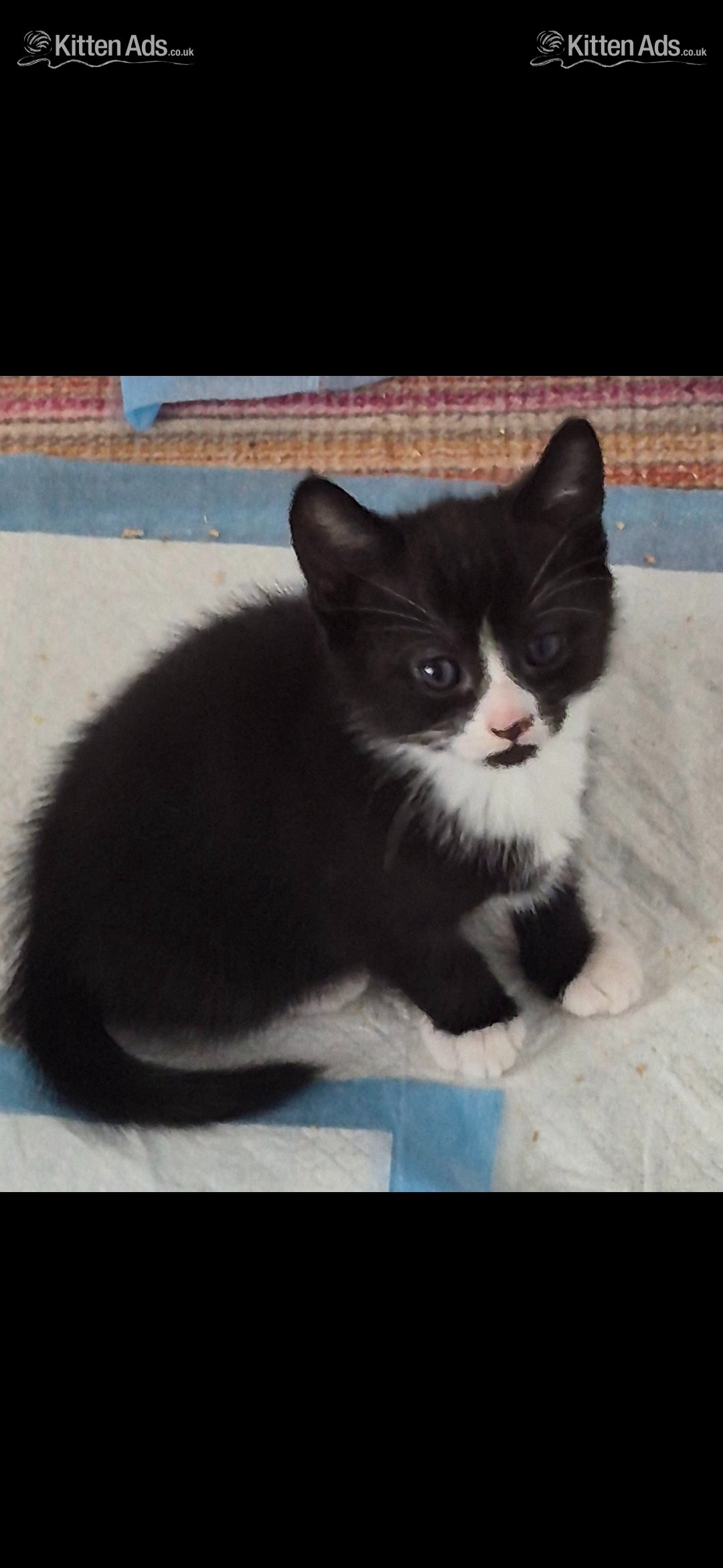 Beautiful kittens ready now - 