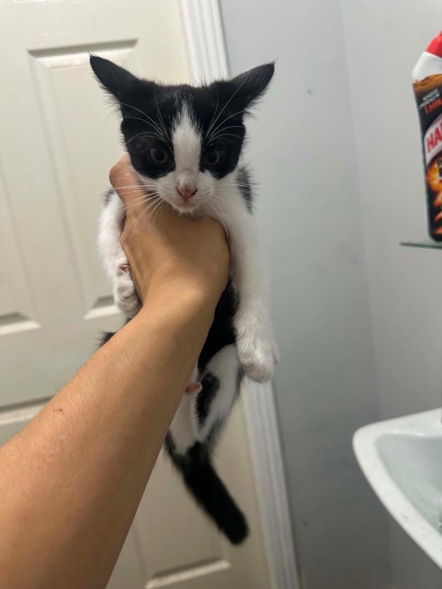 British Shorthair - 2 boys and 2 girls kittens 14 weeks looking for new homes 