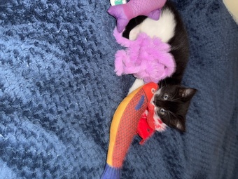 Lively loving female kitten