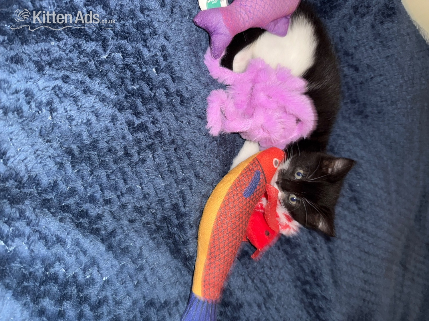 Lively loving female kitten in {LOCATION}