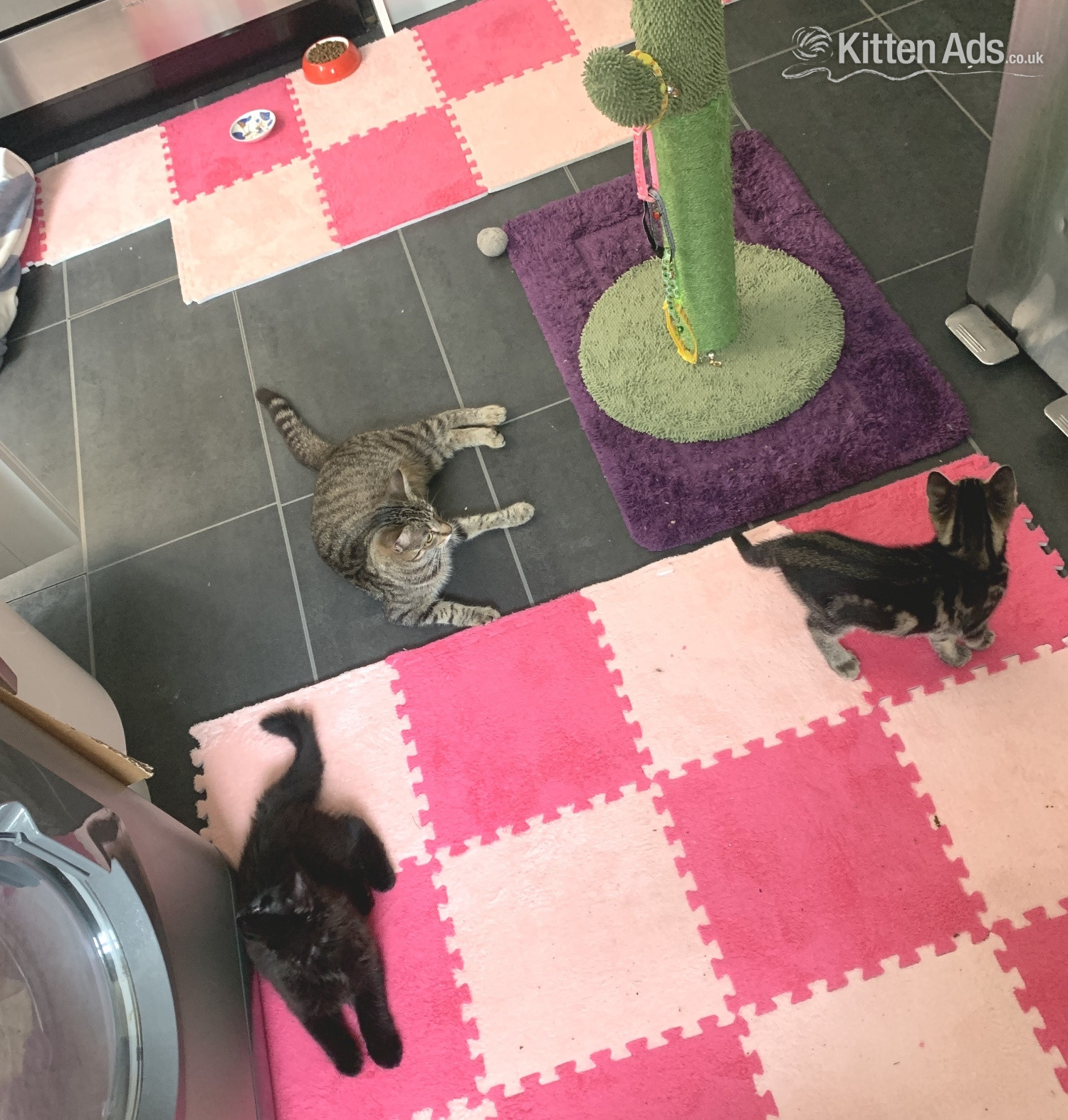  Cats and Kittens