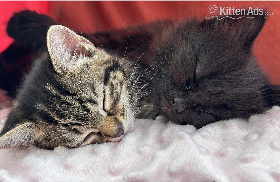  - Super Black Fluffy Kitten Boy - 11 Weeks Ready Now for His Forever Home