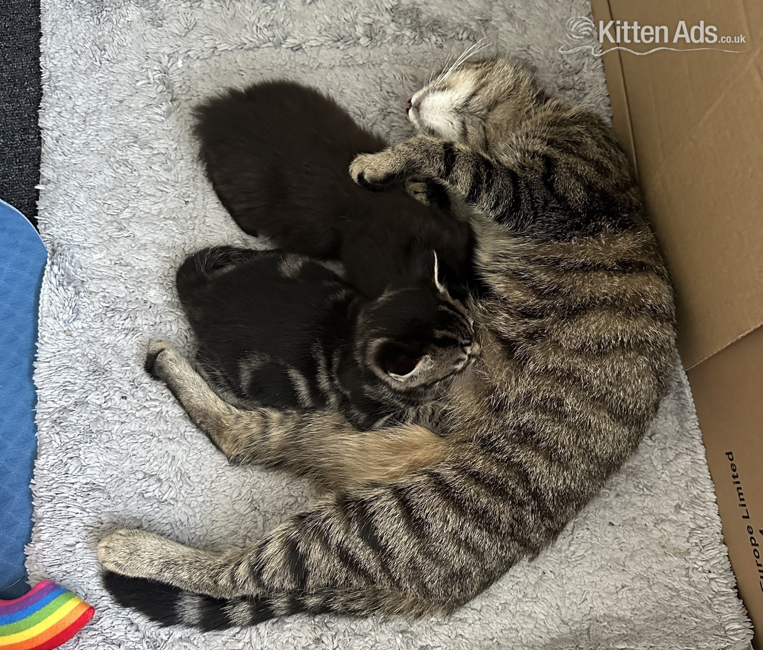 Super Black Fluffy Kitten Boy - 11 Weeks Ready Now for His Forever Home - 
