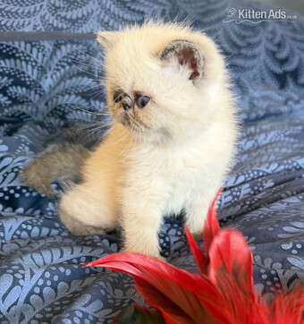 Exotic Shorthair Kittens Available 
