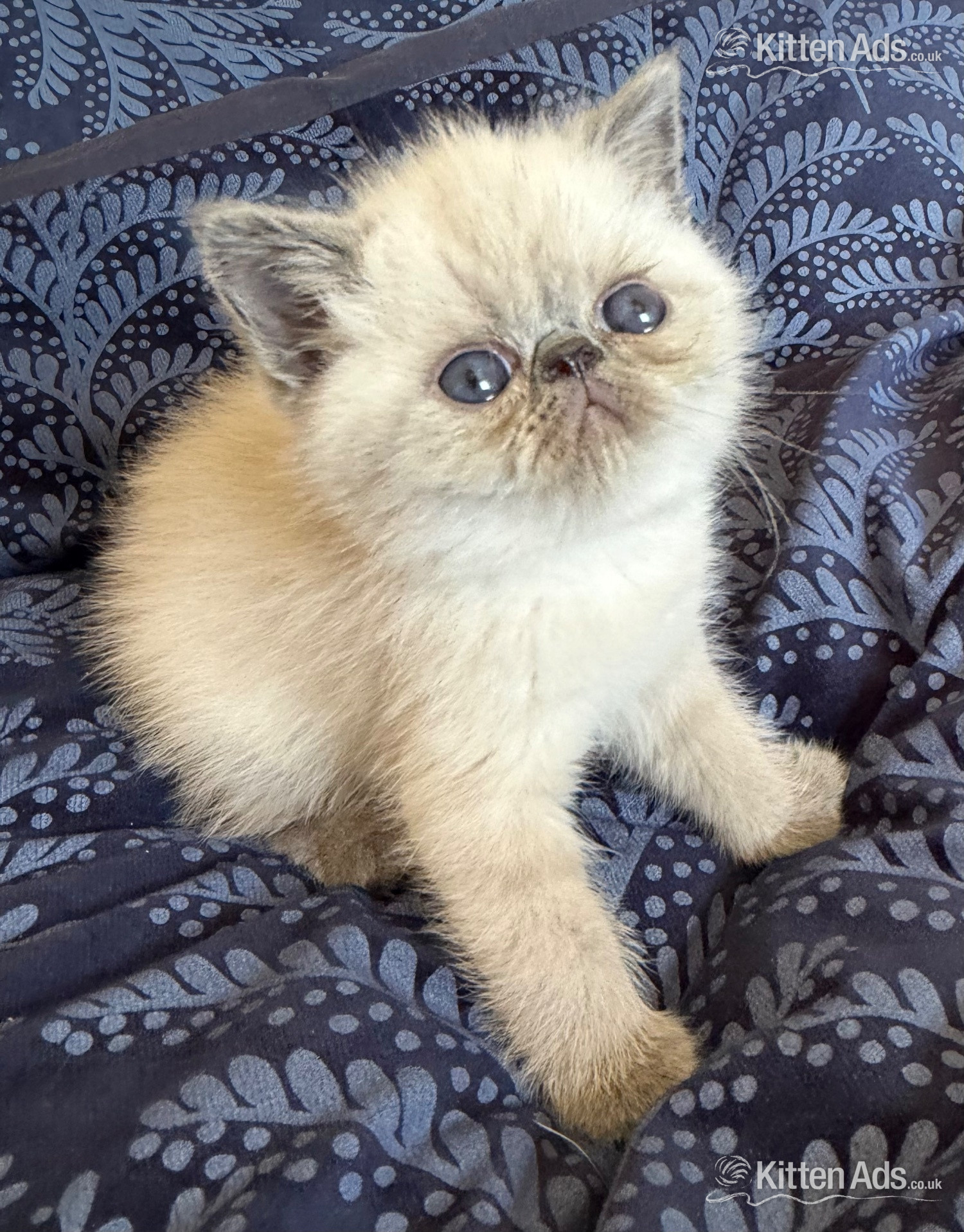  Cats and Kittens