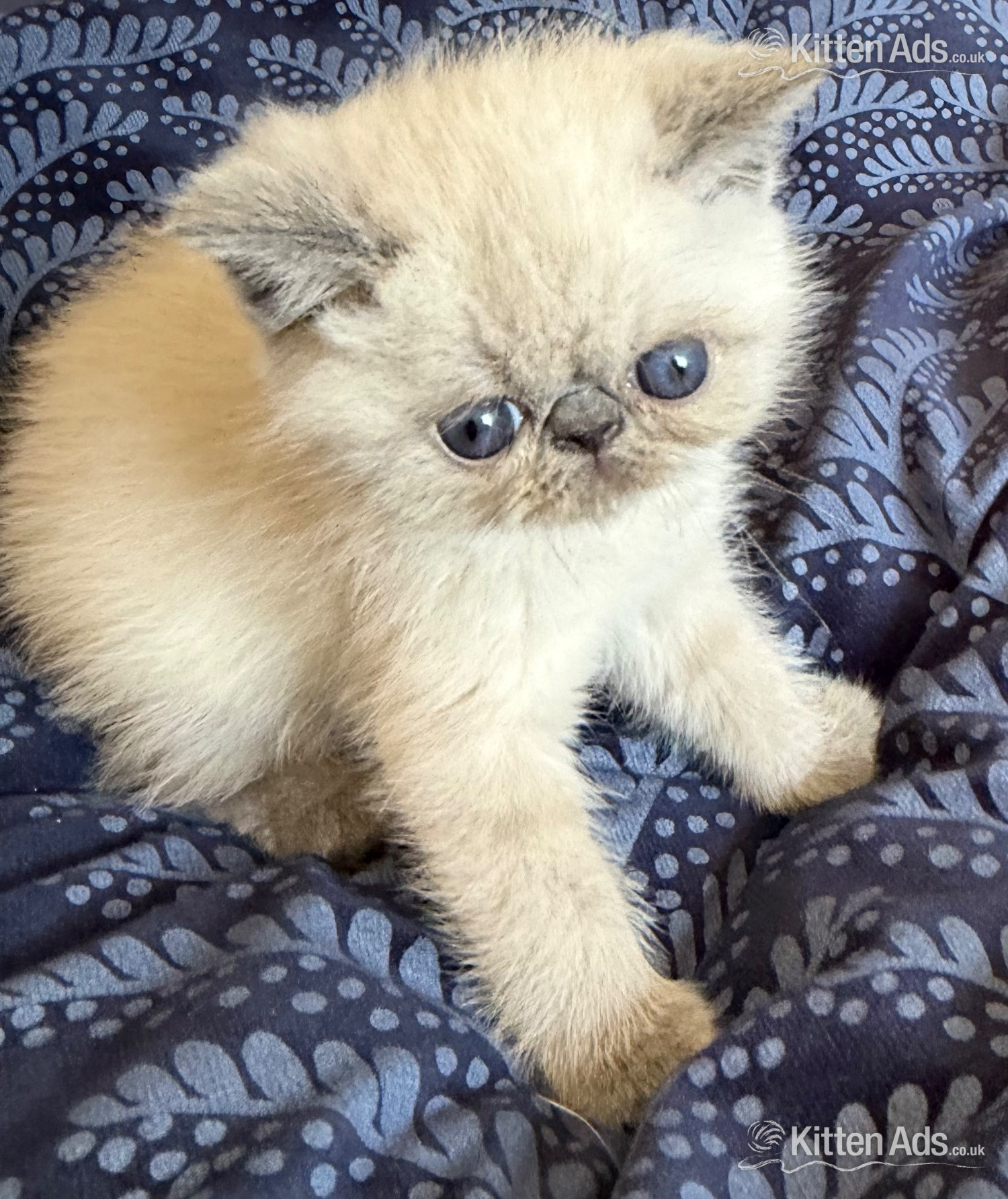  - Exotic Shorthair Kittens Available 