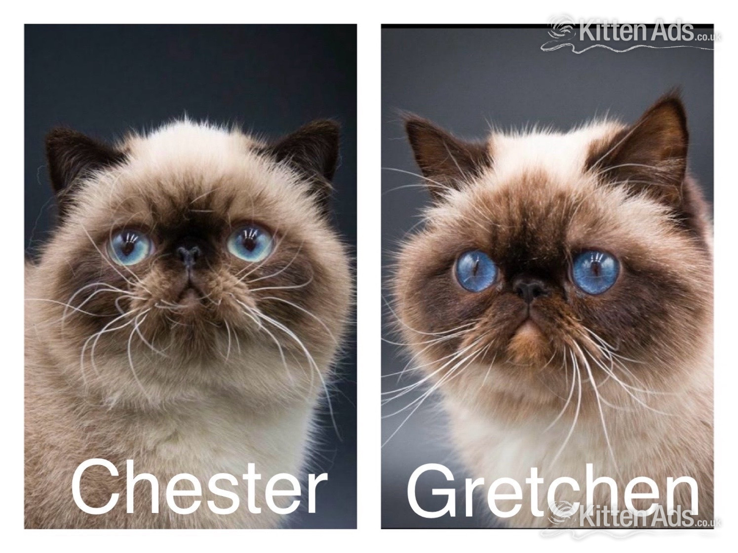 Exotic Shorthair Kittens Available  - 