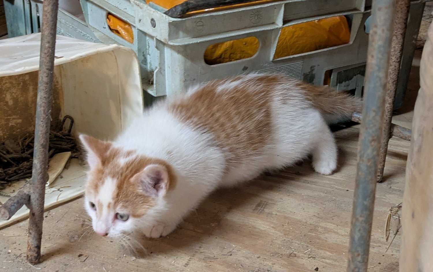 British Shorthair Cats and Kittens