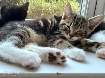 Gorgeous kittens for sale. Can be seen with mum - St.Neots 