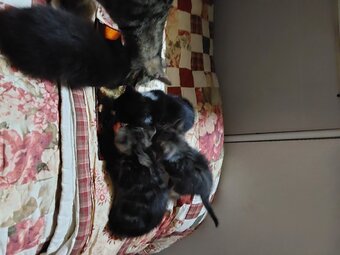 5 x Kittens, 2x Bengal mixed, B&W, 2x Black 
