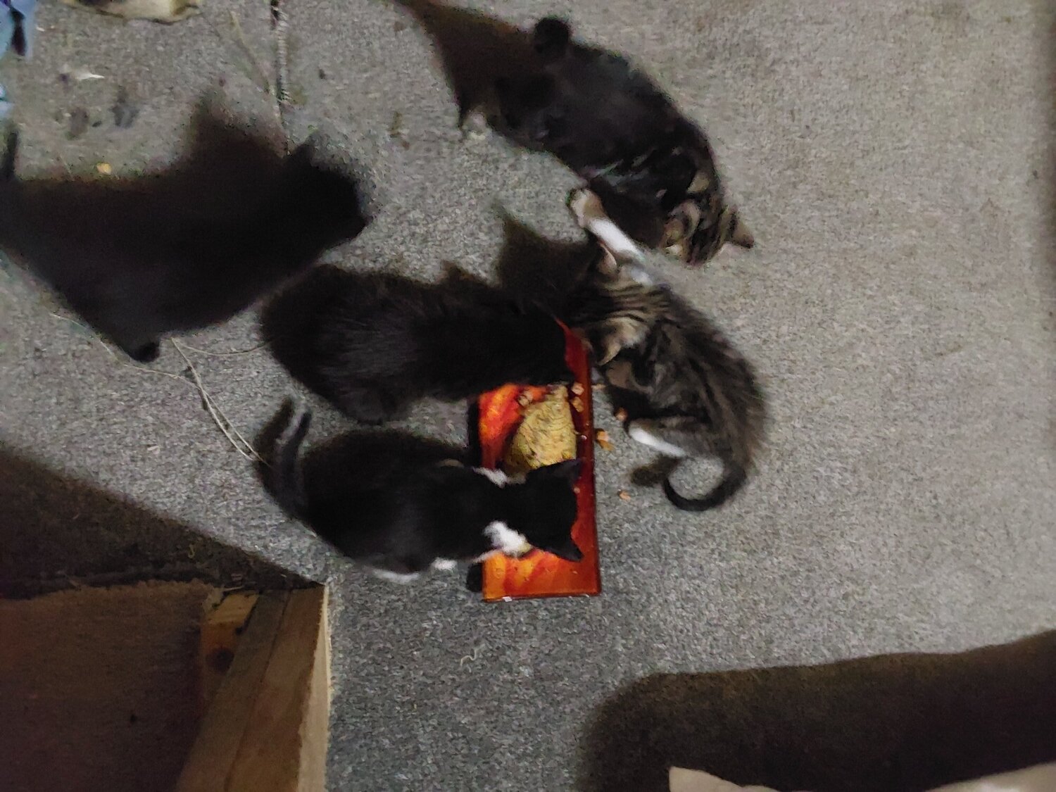  Cats and Kittens