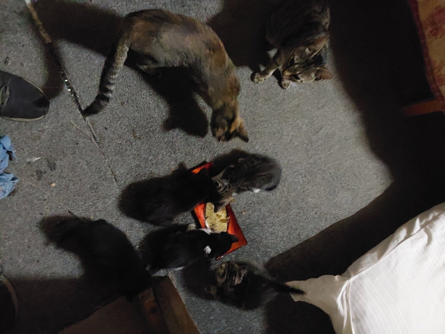  - 5 x Kittens, 2x Bengal mixed, B&W, 2x Black 