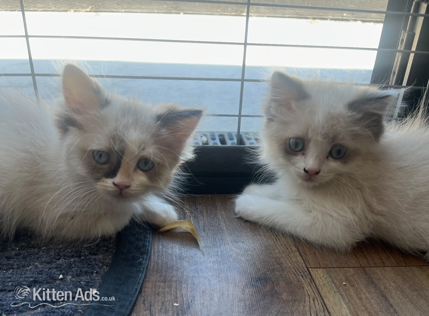 Last 2 available Stunning ragdoll kittens in {LOCATION}