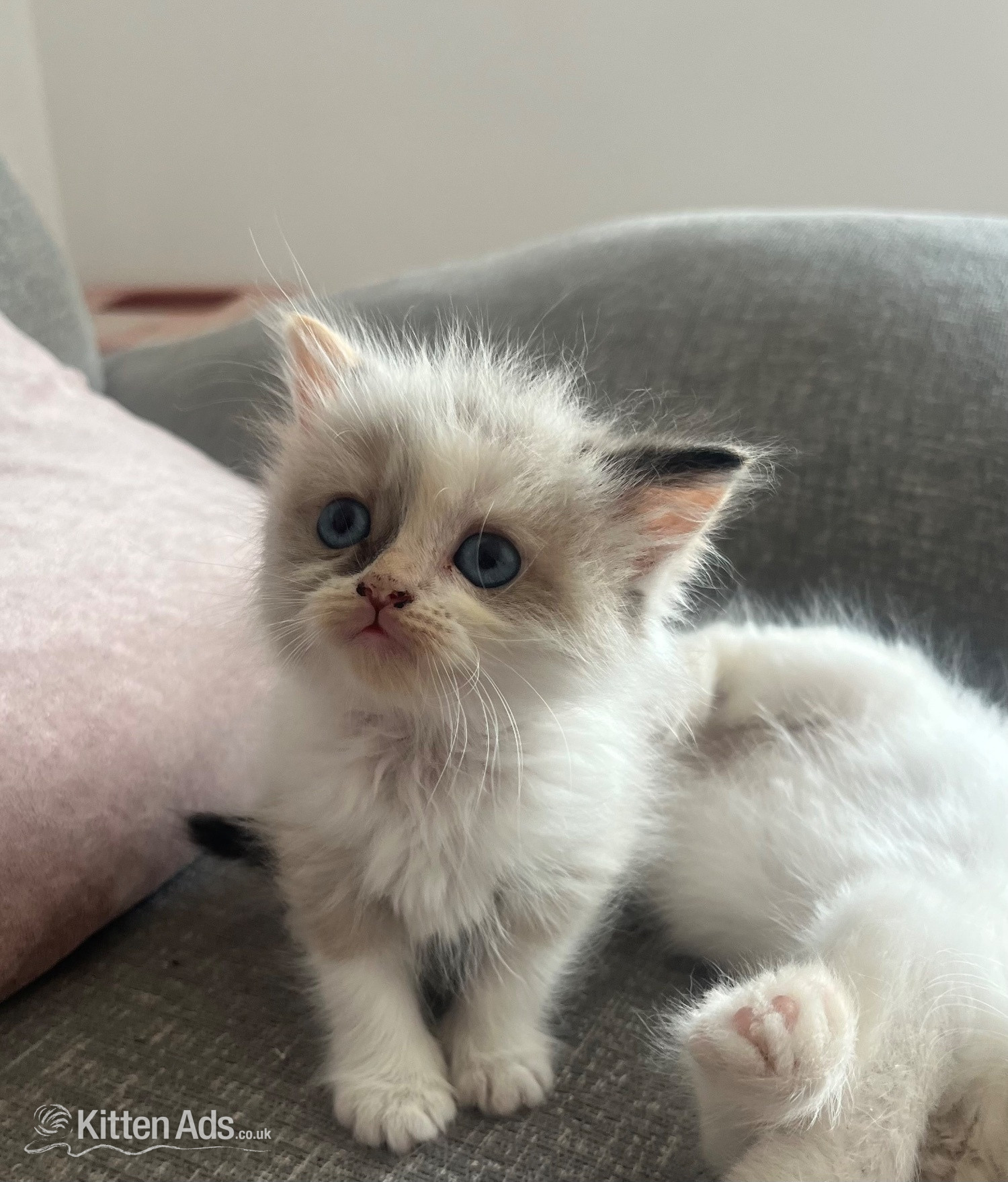 Stunning ragdoll kittens in {LOCATION}