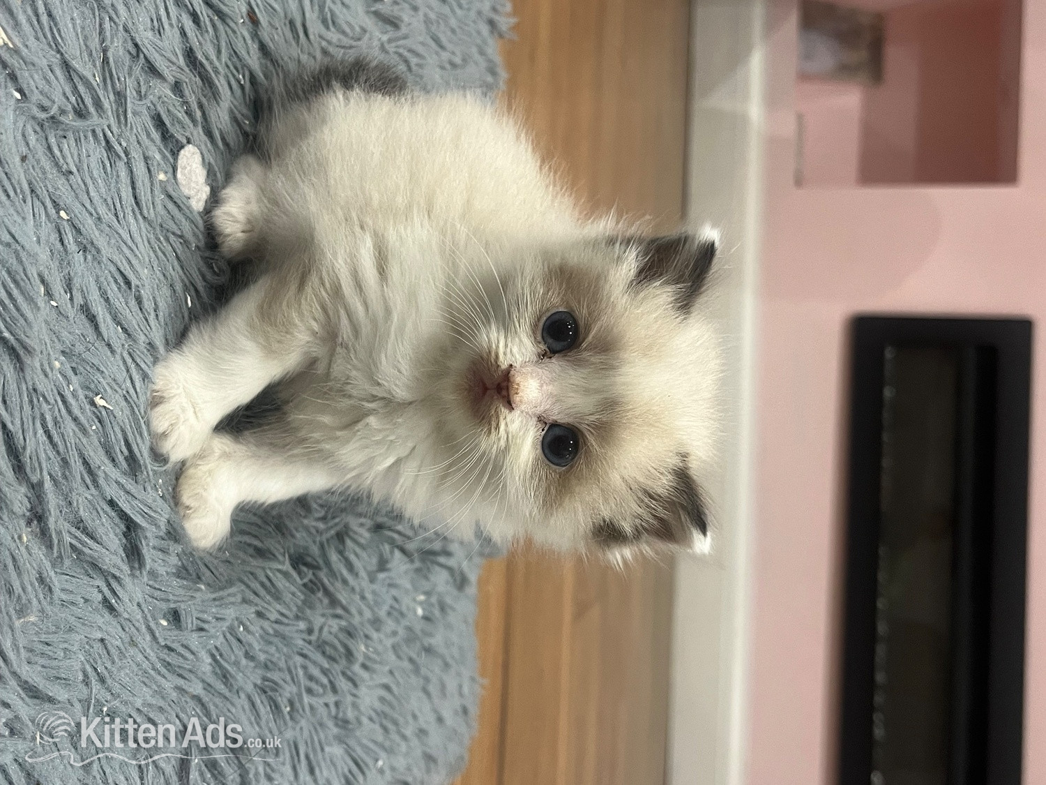Ragdoll